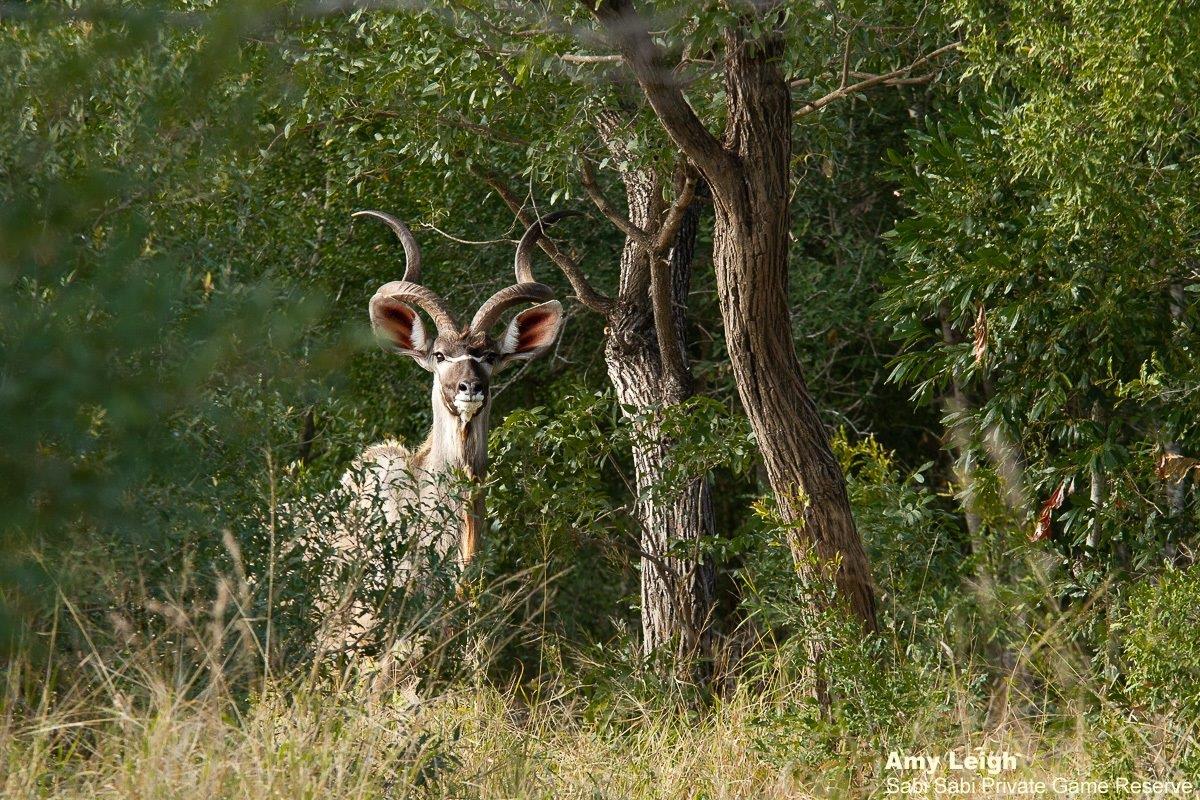 04Amy Leigh Kudu 080621 Final 04Amy Leigh Kudu 080621 Final