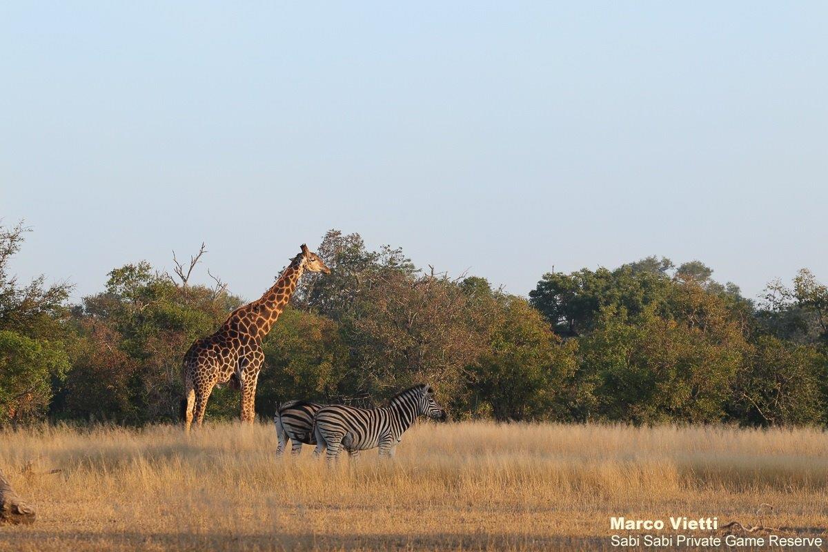 05Marco Vietti Giraffe 230521 Final 05Marco Vietti Giraffe 230521 Final
