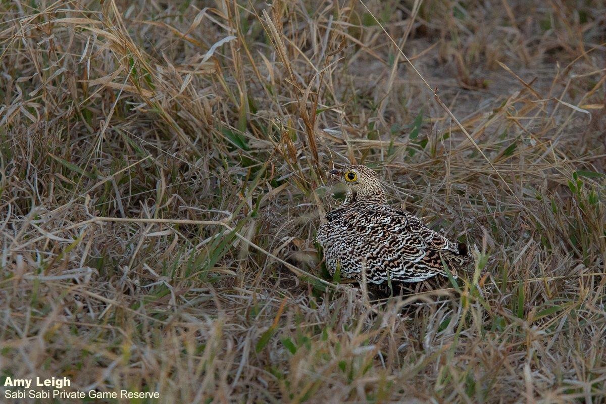 06Amy Leigh Double Banded Sandgrouse 050621 Final 06Amy Leigh Double Banded Sandgrouse 050621 Final