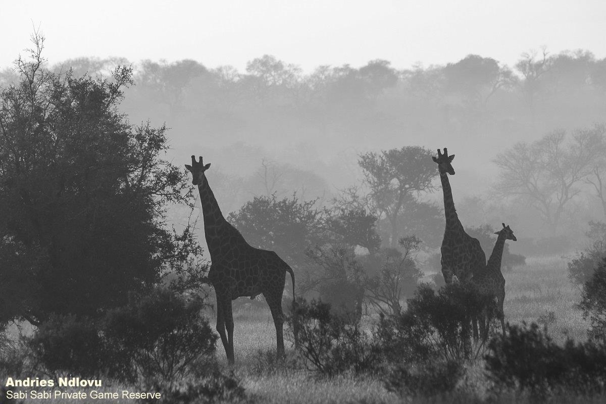 06andries Giraffe 020720 Final 06andries Giraffe 020720 Final