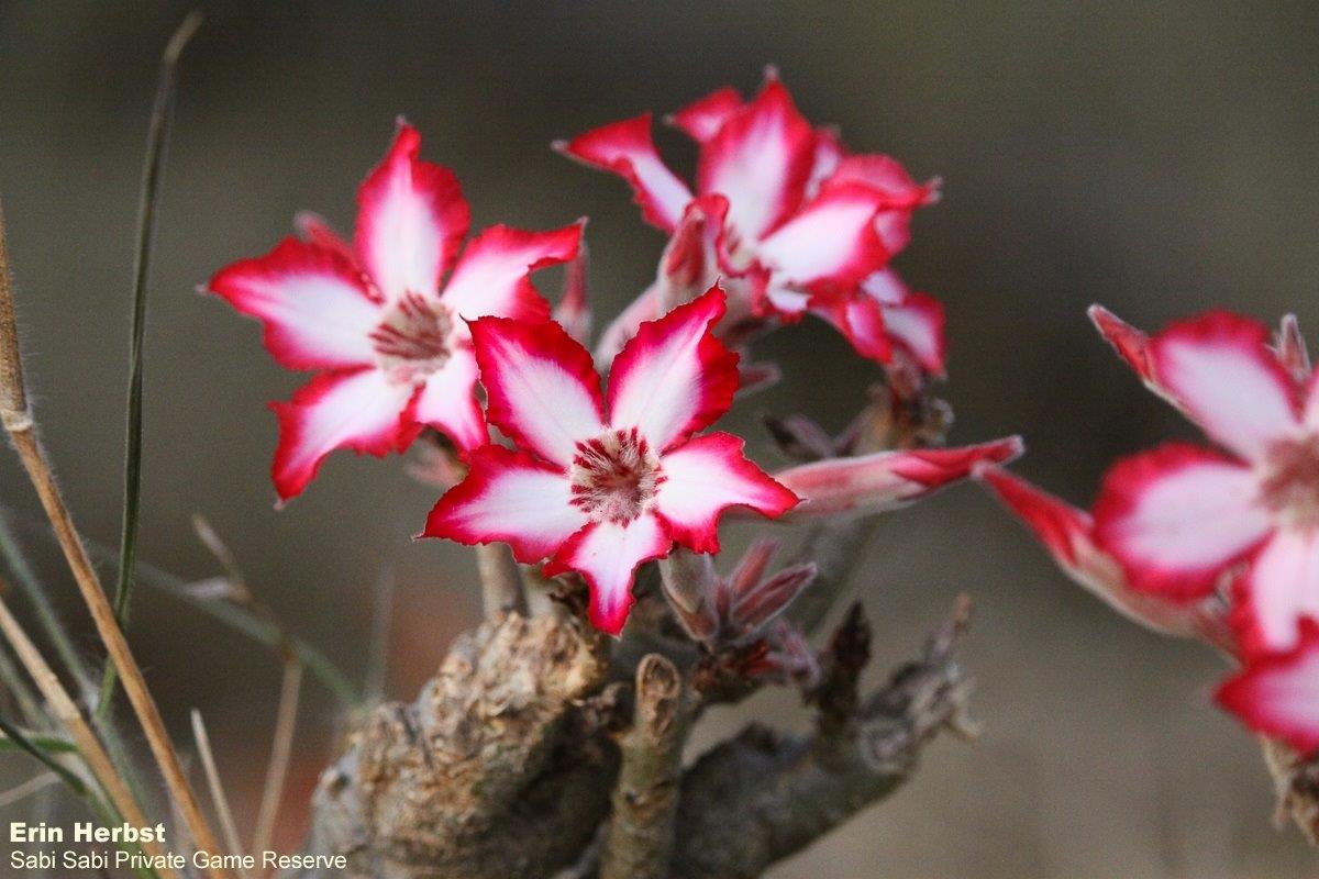 07Erin Herbst Impala Lily 280521 Final 07Erin Herbst Impala Lily 280521 Final