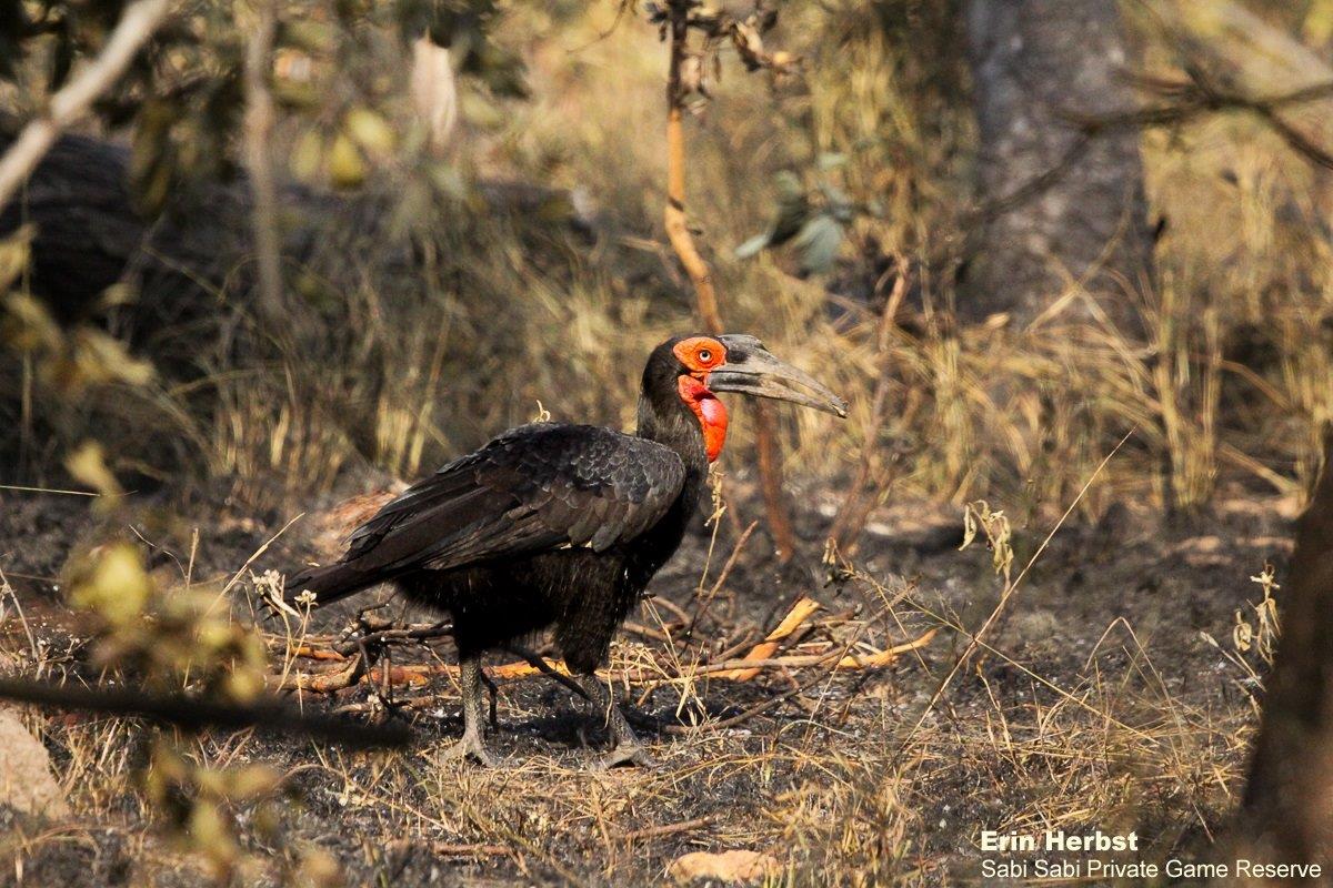 08Erin Herbst Southern Ground Hornbill 280521 Final 08Erin Herbst Southern Ground Hornbill 280521 Final