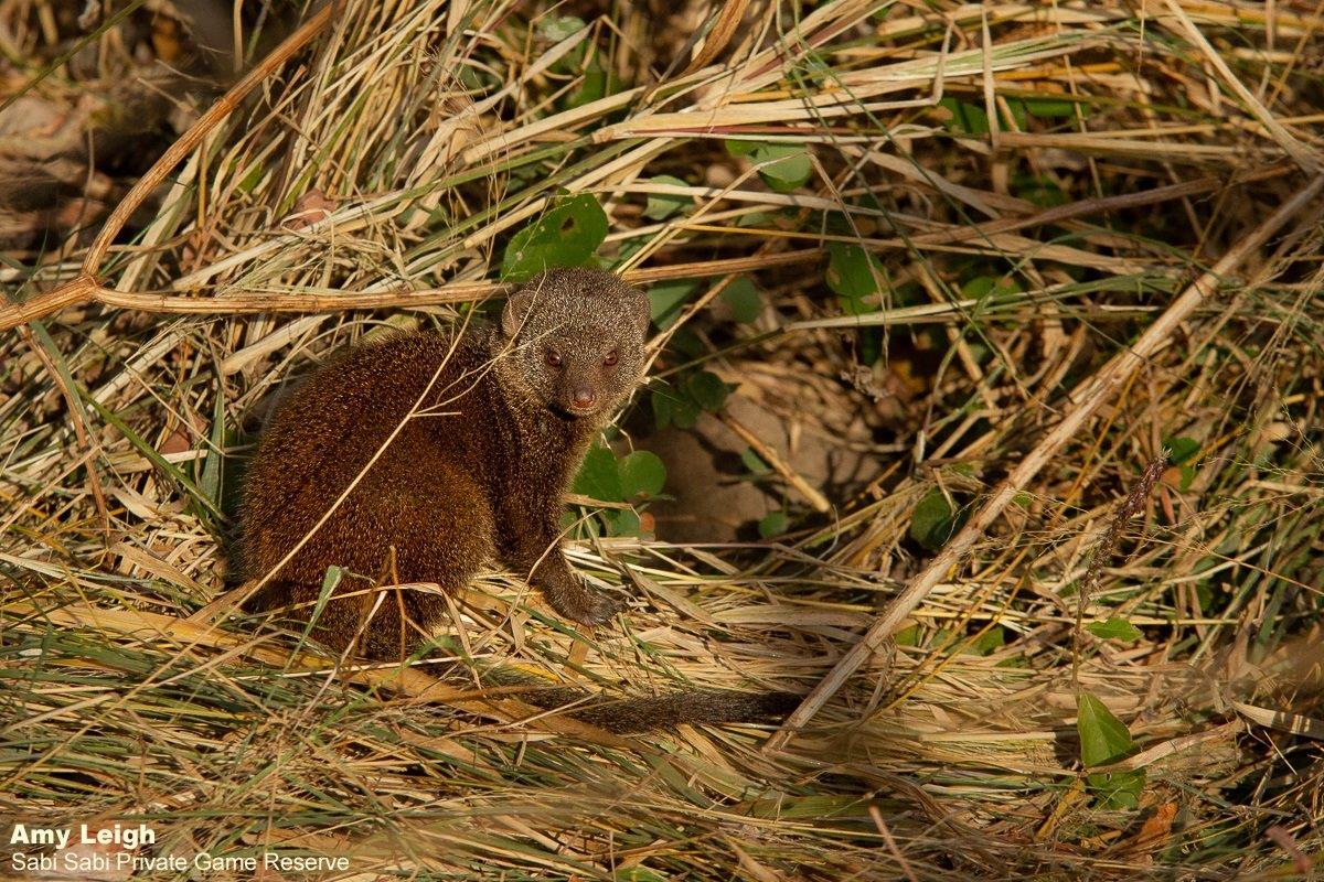 12Amy Leigh Dwarf Mongoose 300521 Final 12Amy Leigh Dwarf Mongoose 300521 Final
