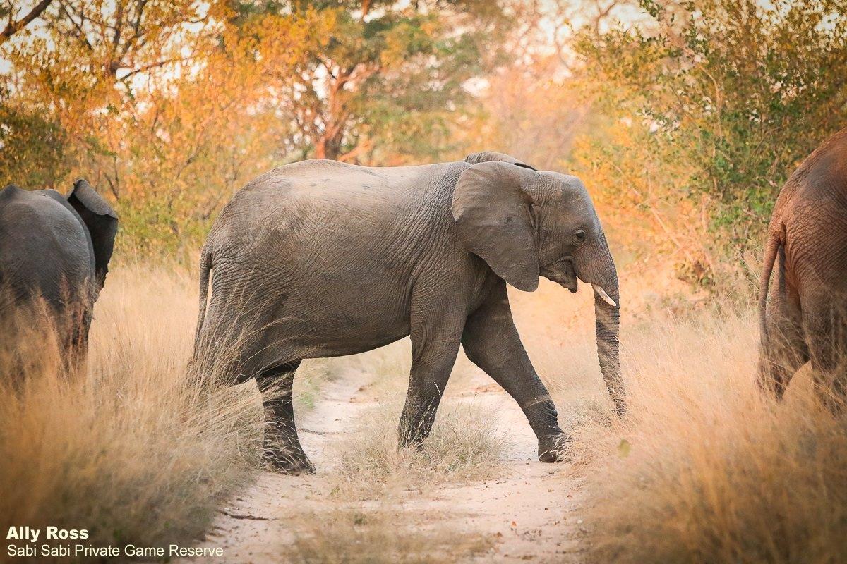 14Ally Ross 20200522 Elephant 01  Final 14Ally Ross 20200522 Elephant 01  Final