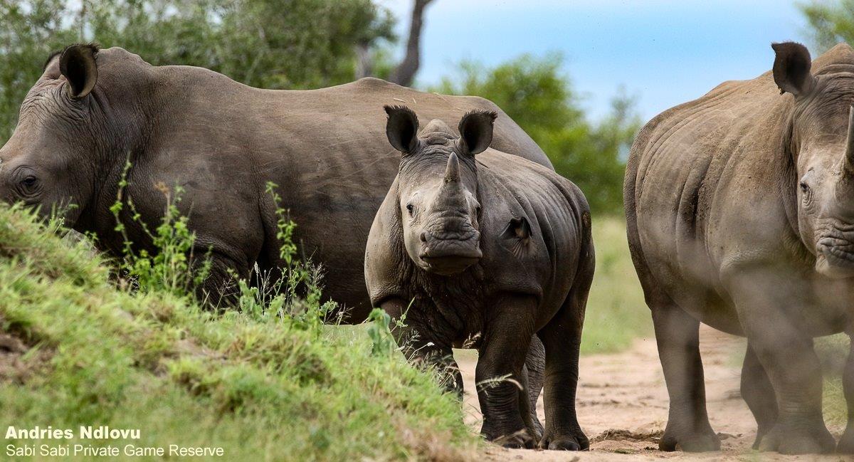 17andries Rhino.white 030521 Final 17andries Rhino.white 030521 Final