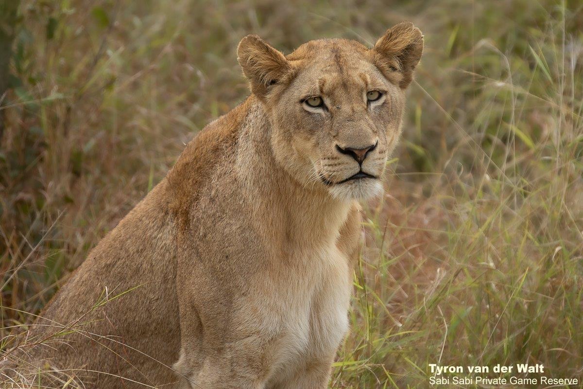 34Tyron Van Der Walt Uknown Lions 070621 1 Final