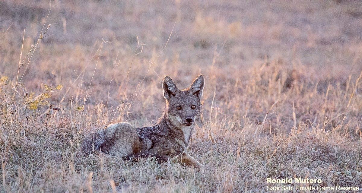 34ronald Mutero Side Striped Jackal 1 27062021 Final 34ronald Mutero Side Striped Jackal 1 27062021 Final