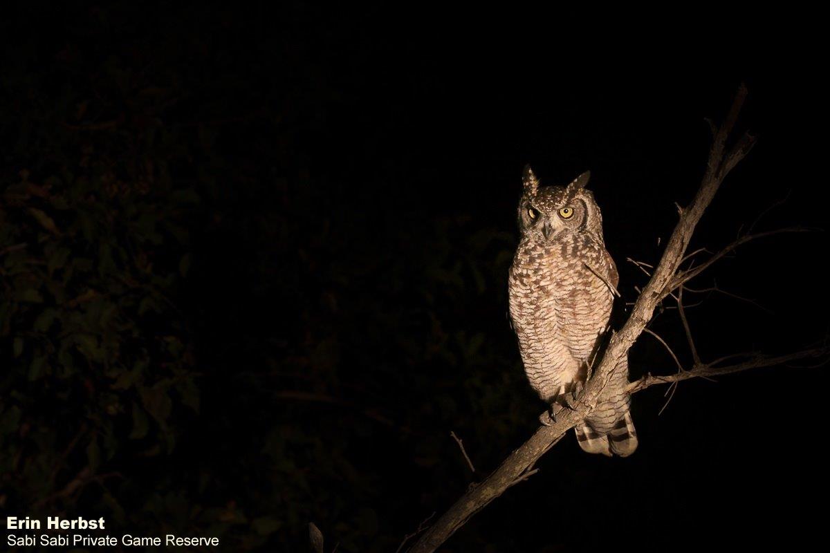 36Erin Herbst Spotted Eagle Owl 010621 Final 36Erin Herbst Spotted Eagle Owl 010621 Final