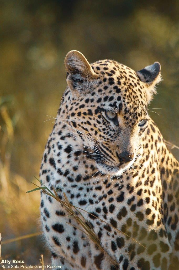 38Ally Ross 20210621 Unknown Female 01  Final 38Ally Ross 20210621 Unknown Female 01  Final