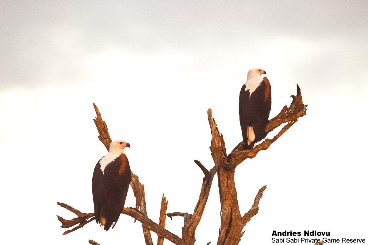 45andries Fish Eagle.african 300620 Final 45andries Fish Eagle.african 300620 Final