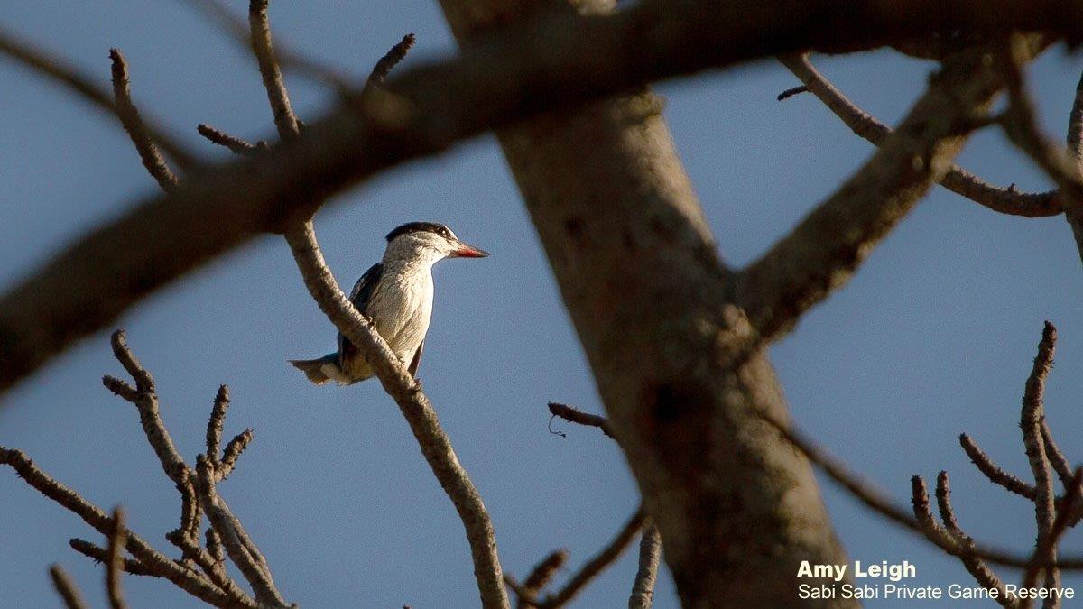 48Amy Roberts Striped Kingfisher 270620 Edit Final 48Amy Roberts Striped Kingfisher 270620 Edit Final