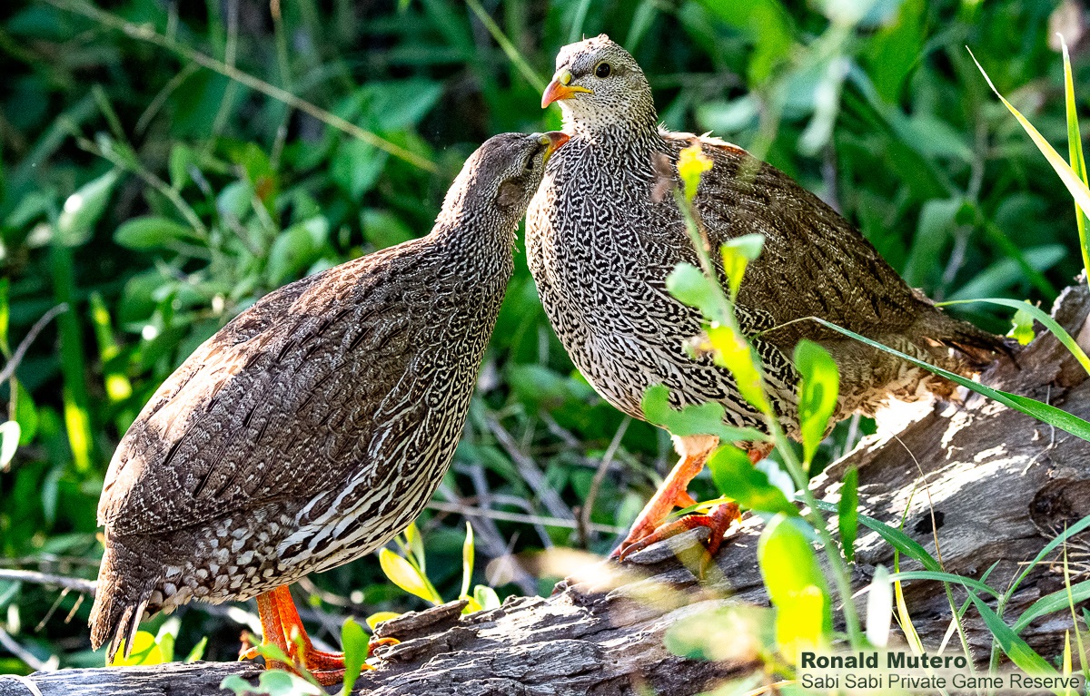 Ronald Mutero Natal Spurfowl 13042021 3 Final Ronald Mutero Natal Spurfowl 13042021 3 Final