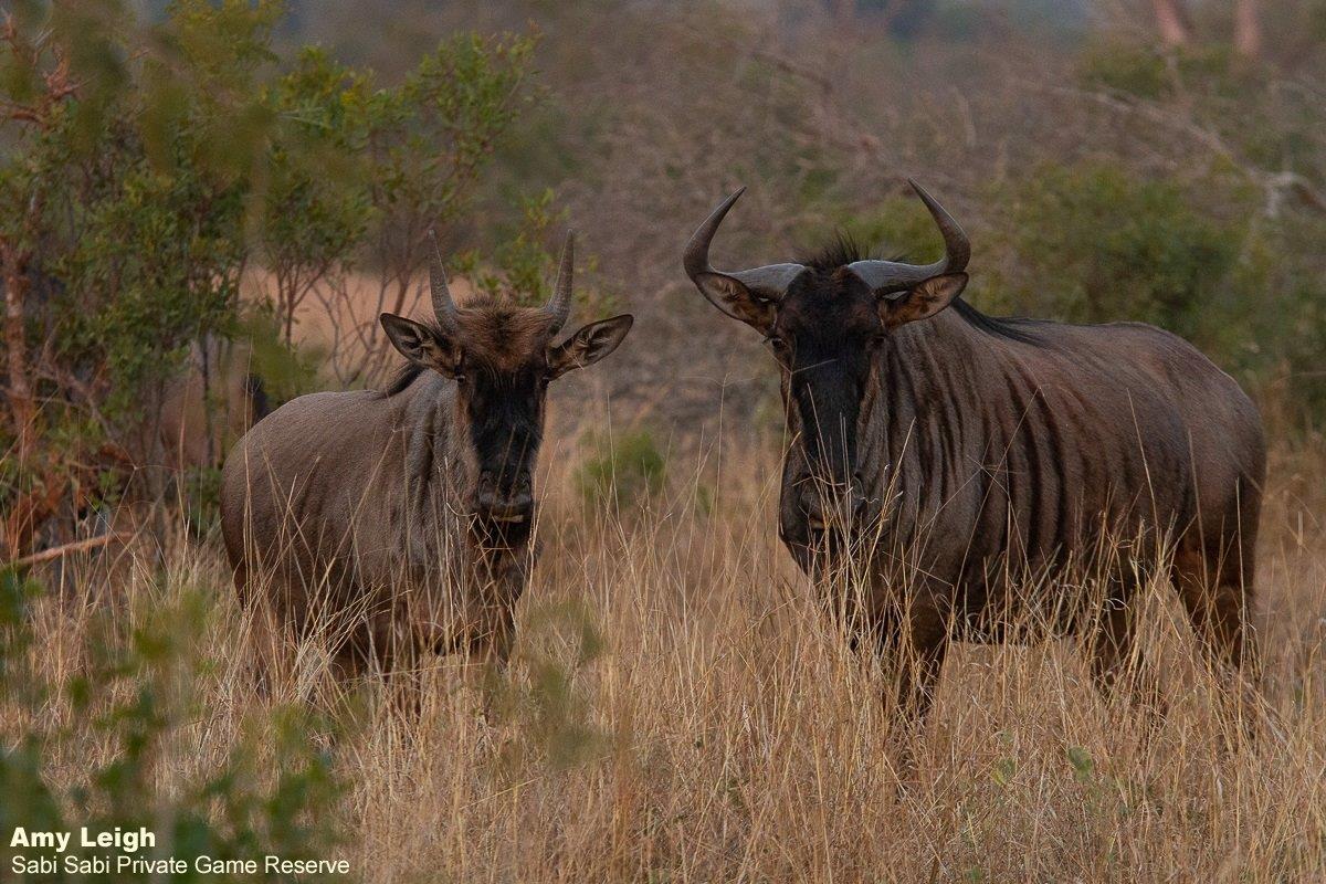 01Amy Leigh Wildebeest 140721 Final