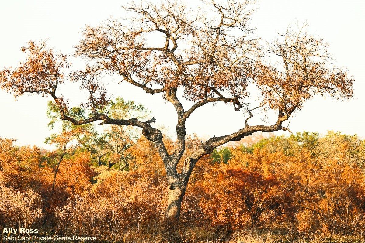 02Ally Ross 20210610 Marula Winter 01 Final 02Ally Ross 20210610 Marula Winter 01 Final