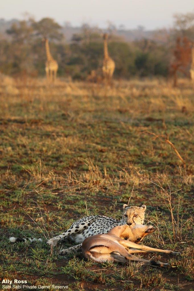02Ally Ross 20210704 CHeetah Blog 01 Final 02Ally Ross 20210704 CHeetah Blog 01 Final