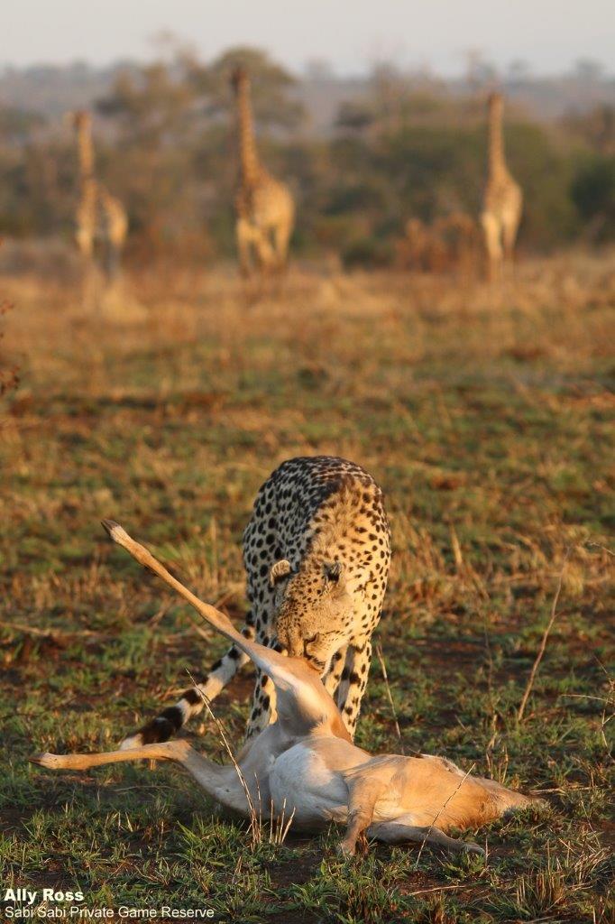 04Ally Ross 20210704 CHeetah Blog 03 Final