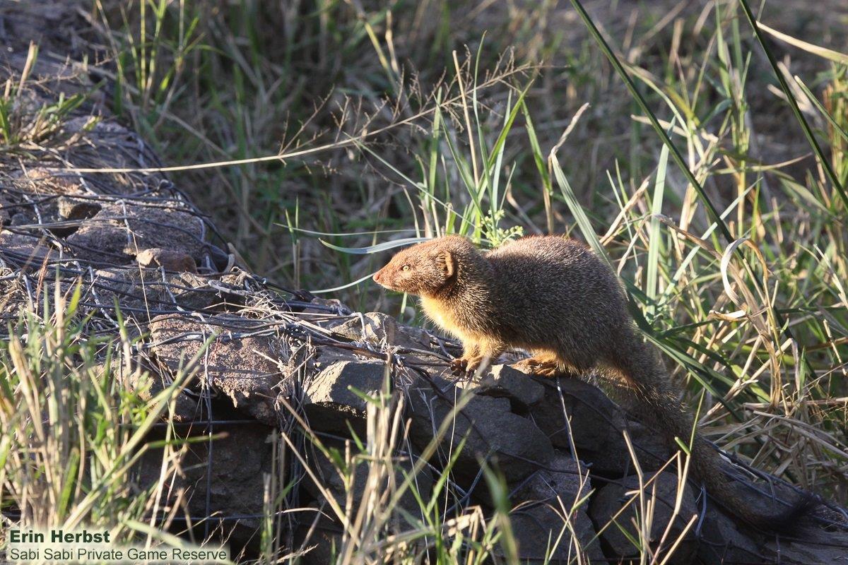 08Erin Herbst Slender Mongoose 190721 Final 08Erin Herbst Slender Mongoose 190721 Final