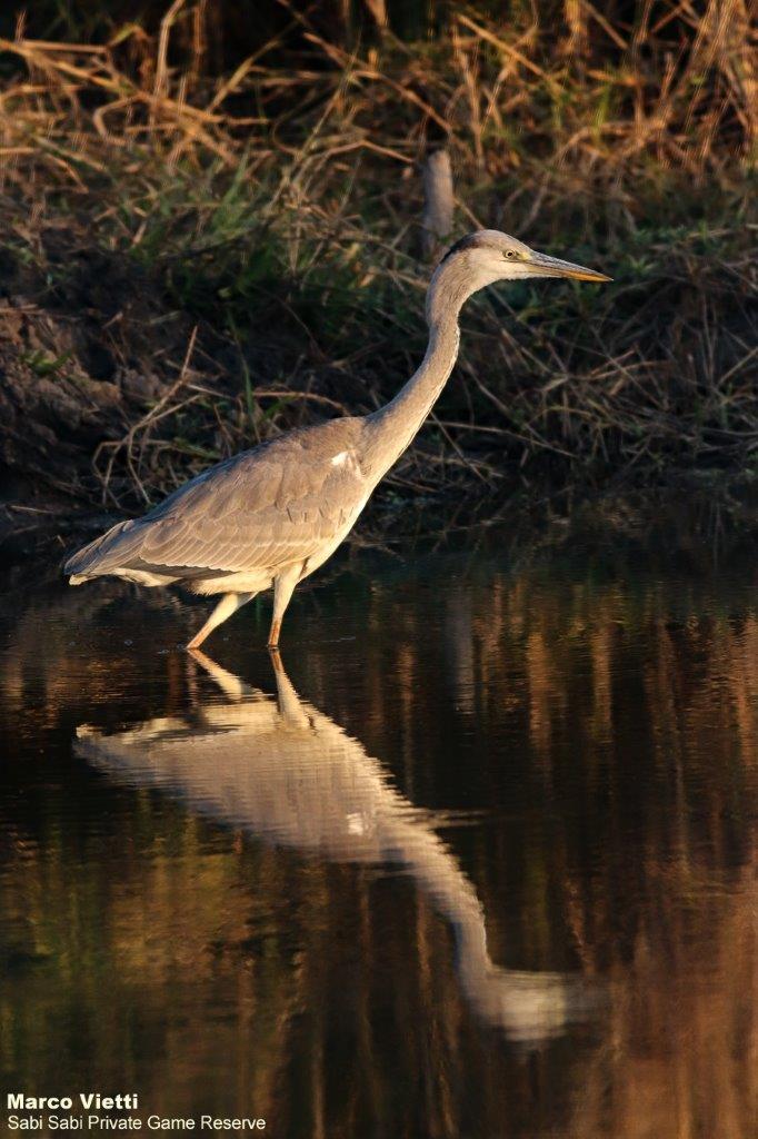 08Marco Vietti Grey Heron 110721 Final 08Marco Vietti Grey Heron 110721 Final