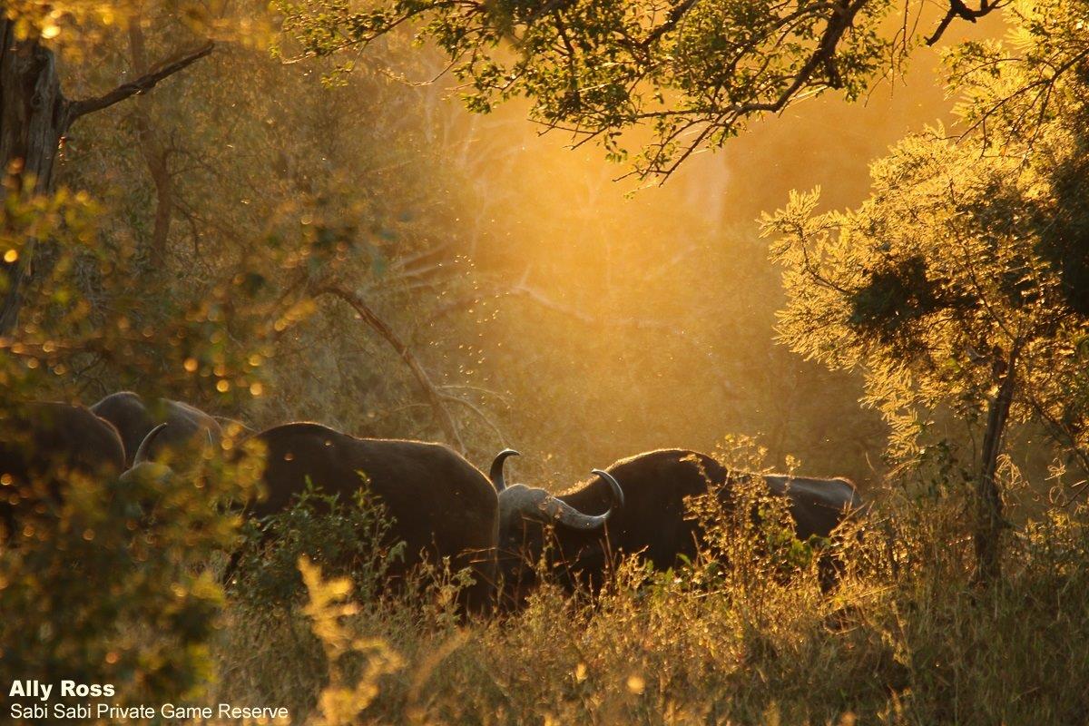 09Ally Ross 20210624 Buff Sunset 01 Final