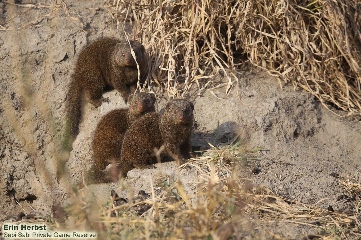 09Erin Herbst Dwarf Mongoose 140721 Final
