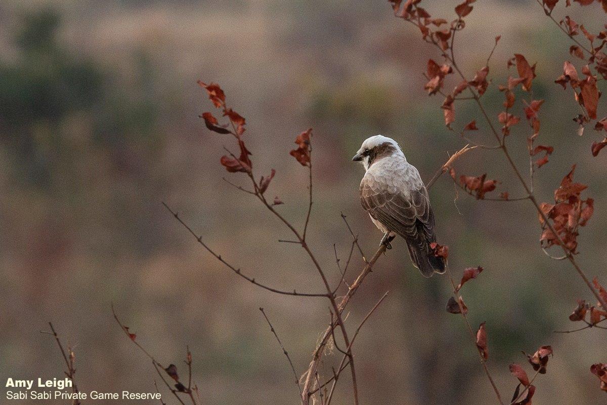 10Amy Leigh Southern White Crowned Shrike 220721 Final 10Amy Leigh Southern White Crowned Shrike 220721 Final