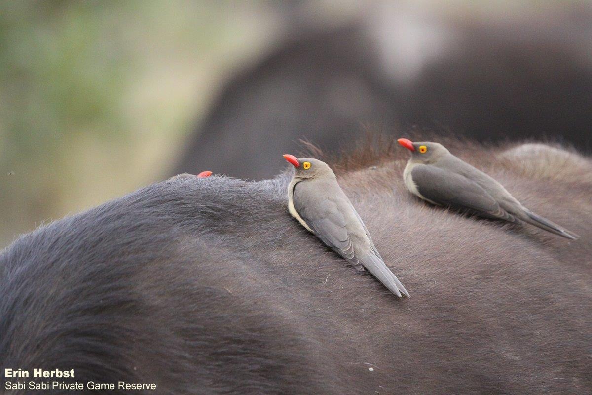 11Erin Herbst Red Billed Oxpecker 280621 Final 11Erin Herbst Red Billed Oxpecker 280621 Final