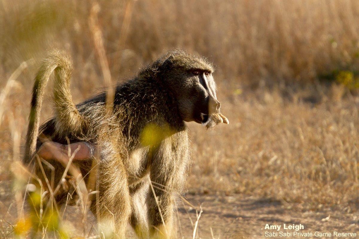 13Amy Roberts Baboon 2 120820 Edit Final 13Amy Roberts Baboon 2 120820 Edit Final
