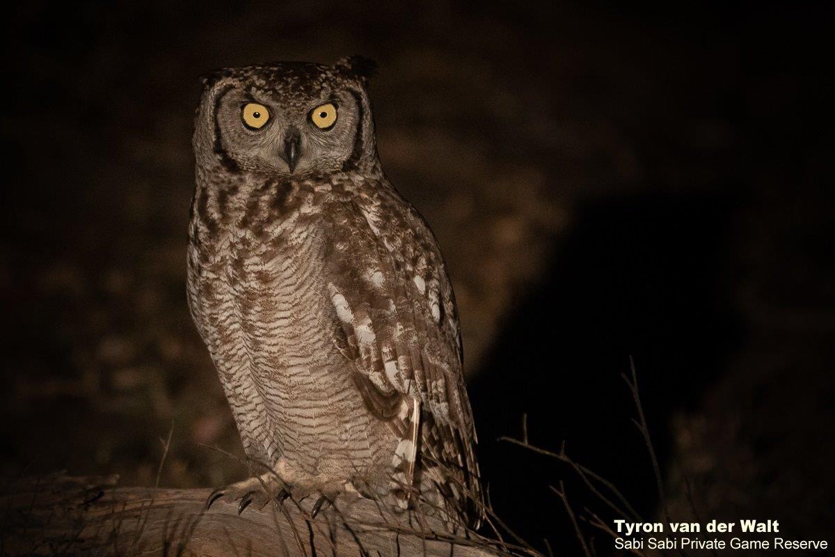 13Tyron Van Der Walt Spotted Eagle Owl 170721 Final 13Tyron Van Der Walt Spotted Eagle Owl 170721 Final
