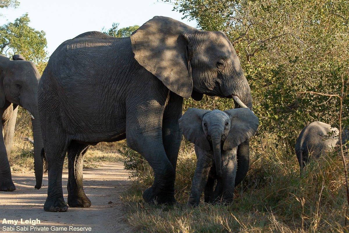14Amy Leigh Elephant With Calf 1 160621 Final 14Amy Leigh Elephant With Calf 1 160621 Final