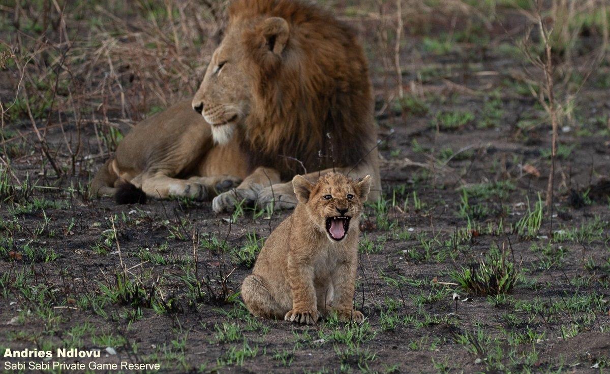 16andries Lions.styx Blog 9 Final