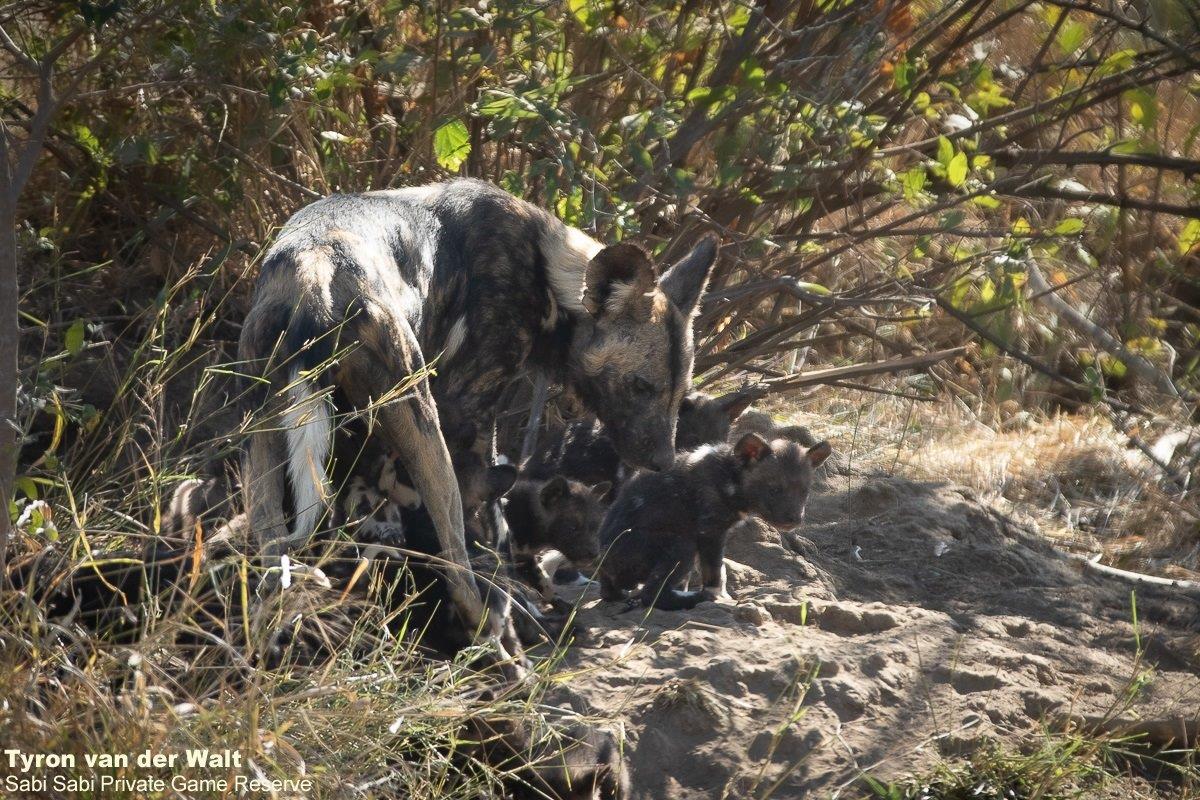 27Tyron Van Der Walt Wild Dog Pups 180721 Final 27Tyron Van Der Walt Wild Dog Pups 180721 Final