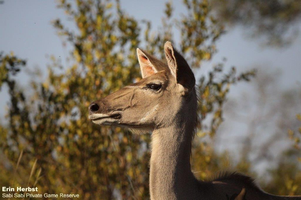 33Erin Herbst Kudu 240621 Final 33Erin Herbst Kudu 240621 Final
