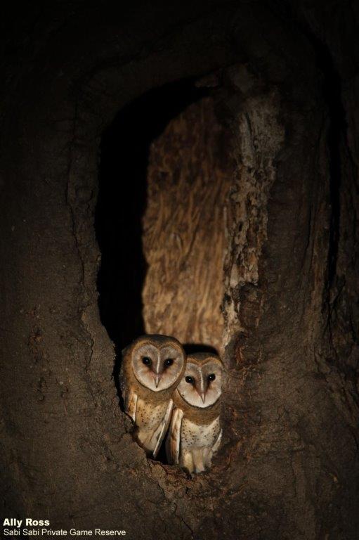 35Ally Ross 20210704 Western Barn Owl 01 Final 35Ally Ross 20210704 Western Barn Owl 01 Final