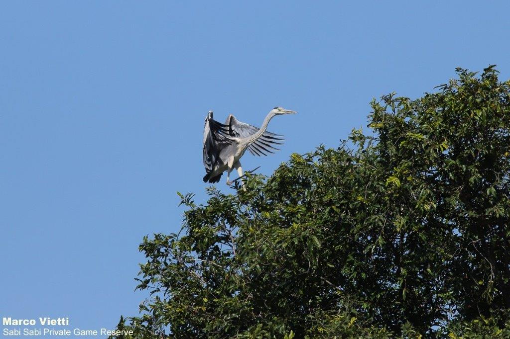 39Marco Vietti Grey Heron 040721 Final 39Marco Vietti Grey Heron 040721 Final