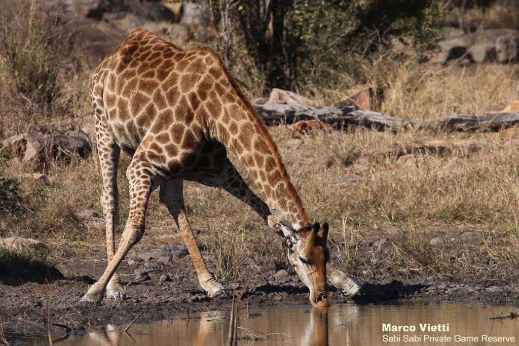 40Marco Vietti Giraffe 040721 Final 40Marco Vietti Giraffe 040721 Final