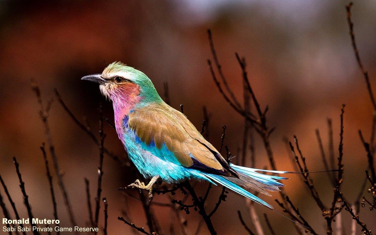 A07Ronald Mutero Lilac Breasted Roller 05062021 7 Final