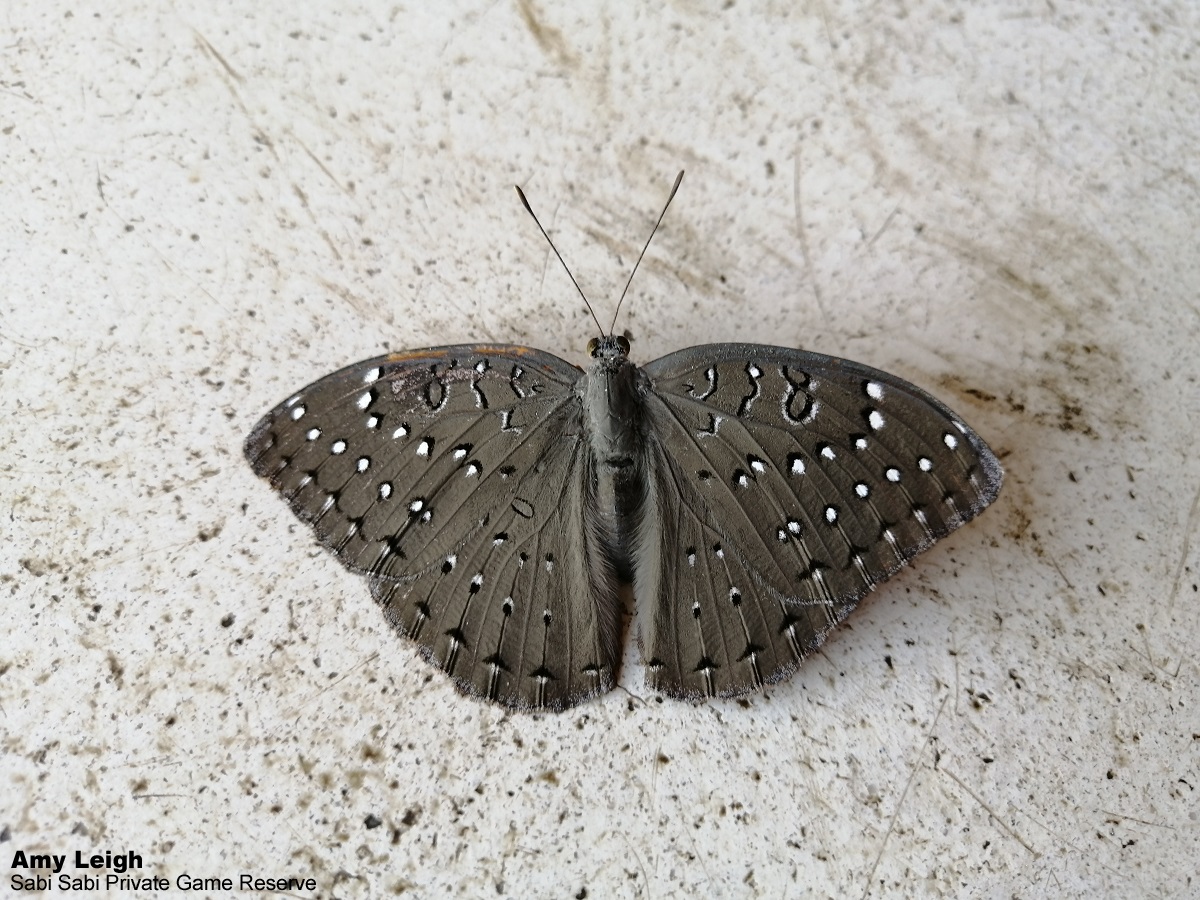 A08Amy Leigh Butterfly Guinea Fowl 300621 Final A08Amy Leigh Butterfly Guinea Fowl 300621 Final