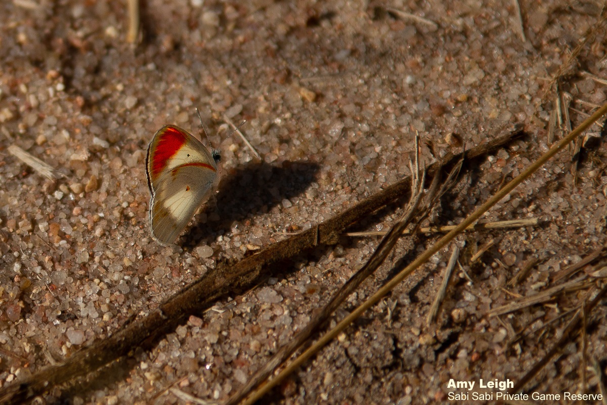 A10Amy Leigh Butterfly Orange Tip 310321 Final