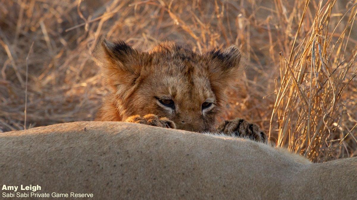 A12Amy Leigh Lion Styx 1 080821 Final