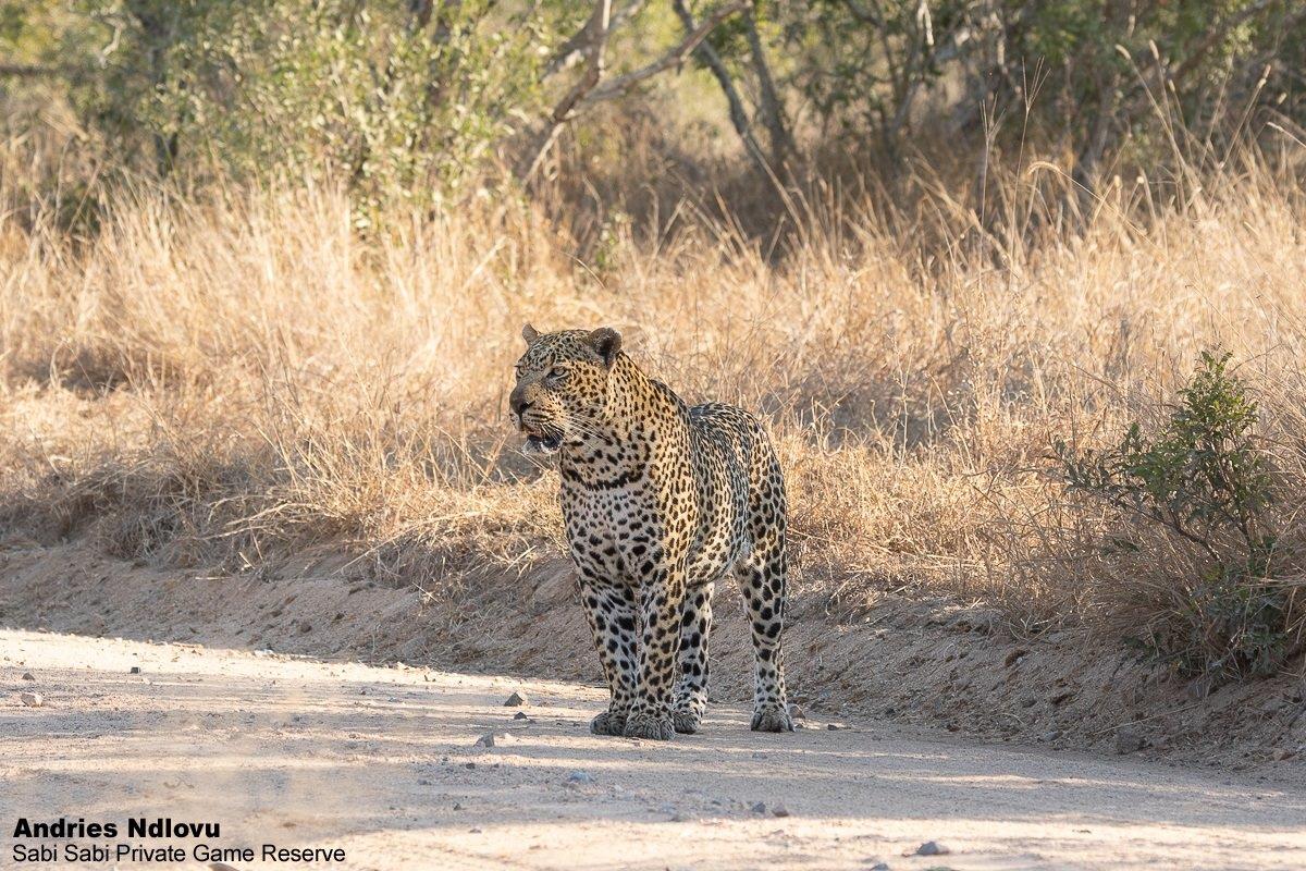 A35andries Leopard.hanyile 090921 1 Final