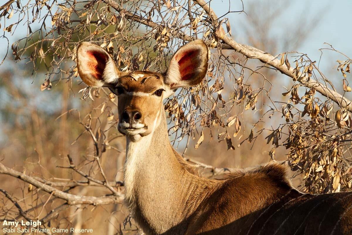 A38Amy Roberts Kudu 050920 Final