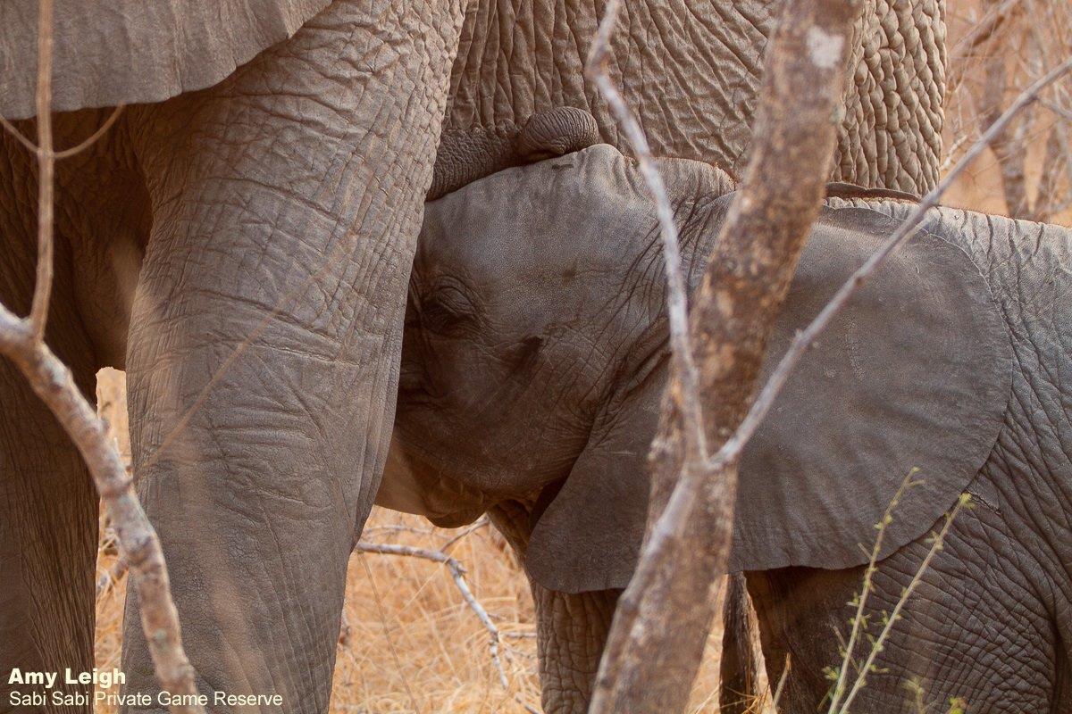 A40Amy Roberts Elephant 1 280820 Final