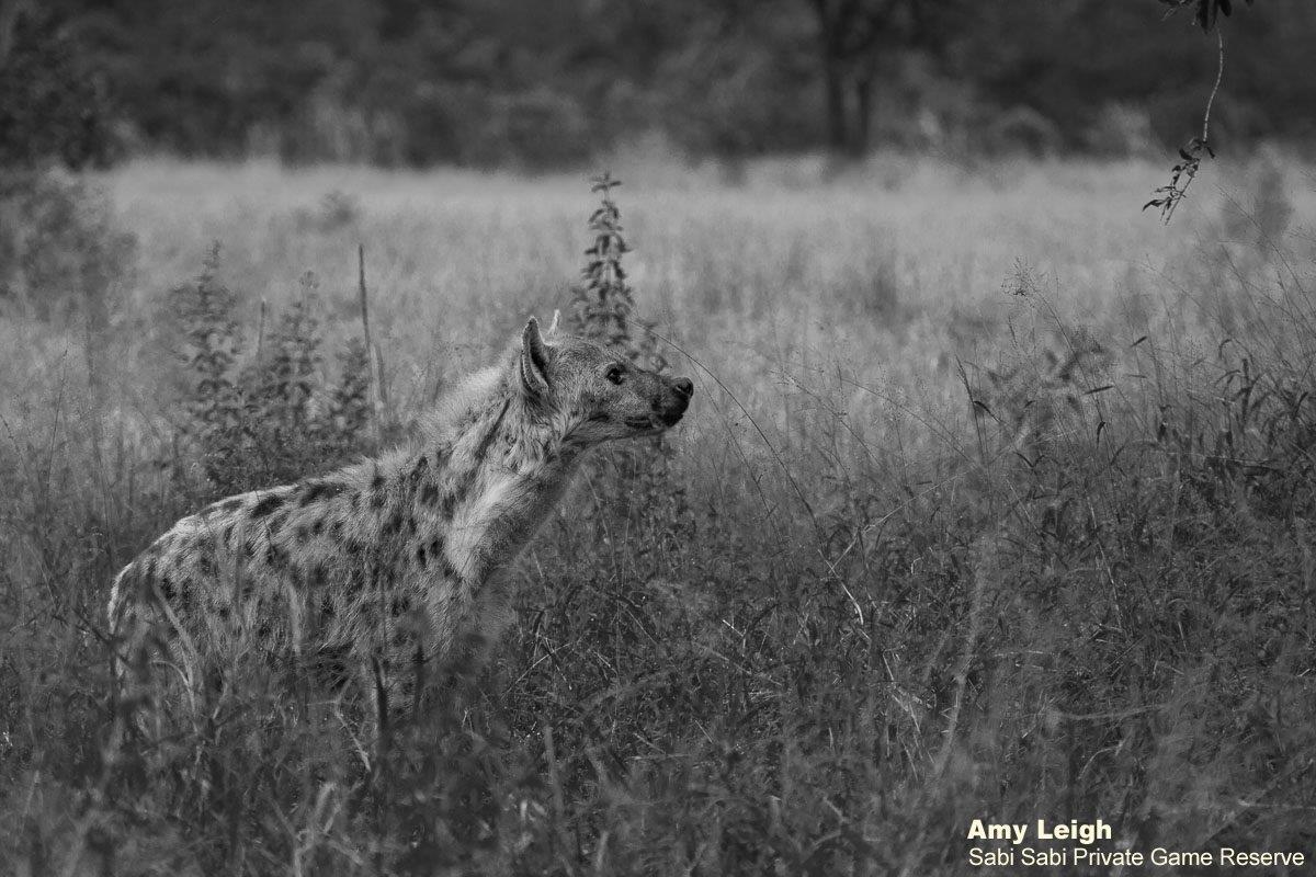 A41Amy Leigh Hyena Bw 300321 Final