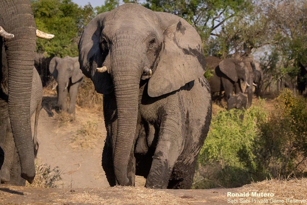 A44Ronald Mutero Elephant 05082021 Final