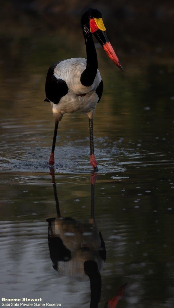 A48Graeme Stewart Saddle Billed Stork 050821 Final A48Graeme Stewart Saddle Billed Stork 050821 Final