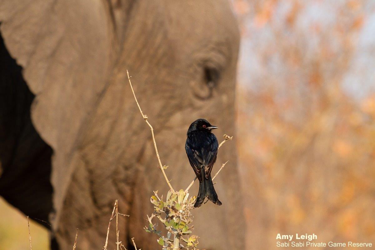 A50Amy Leigh Fork Tailed Dronga 080821 Final