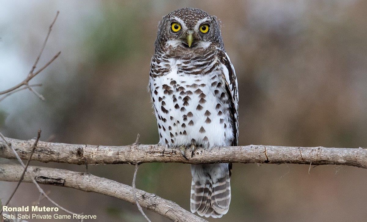 B05ronald Mutero Pearl African Barred Owlet 01082021 2 Final B05ronald Mutero Pearl African Barred Owlet 01082021 2 Final