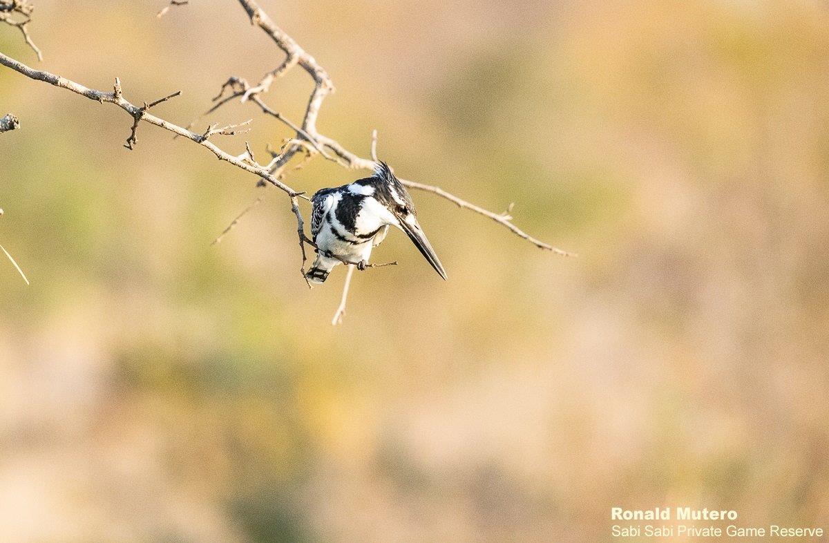 B06Ronald Mutero Pied King Fisher 22082021 3 Final B06Ronald Mutero Pied King Fisher 22082021 3 Final