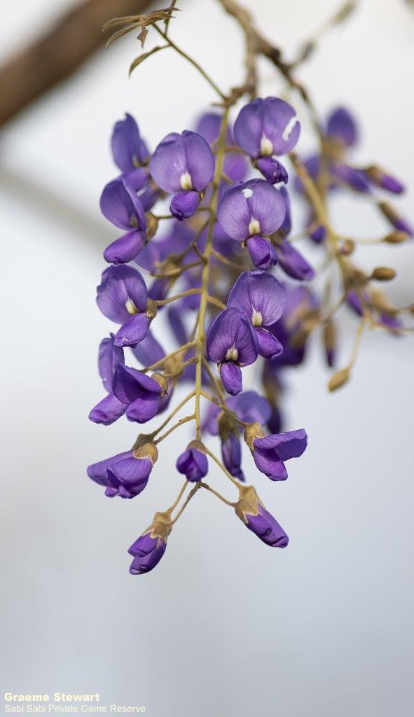 A08Graeme Stewart Tree Wisteria 180921 Final A08Graeme Stewart Tree Wisteria 180921 Final