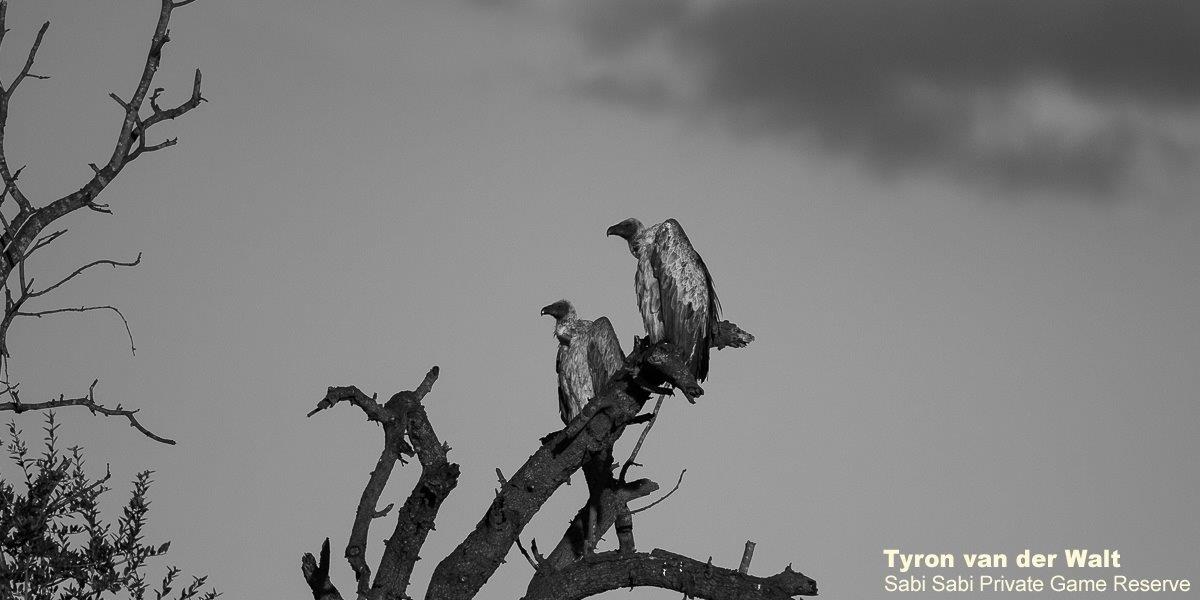A10Tyron Van Der Walt White Backed Vultures Monochrome Final A10Tyron Van Der Walt White Backed Vultures Monochrome Final
